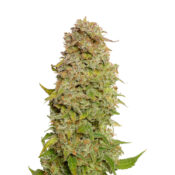 wholesale-amsterdam-genetics-milkshake-kush-autoflower-pack