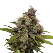 wholesale amsterdam genetics white choco 1