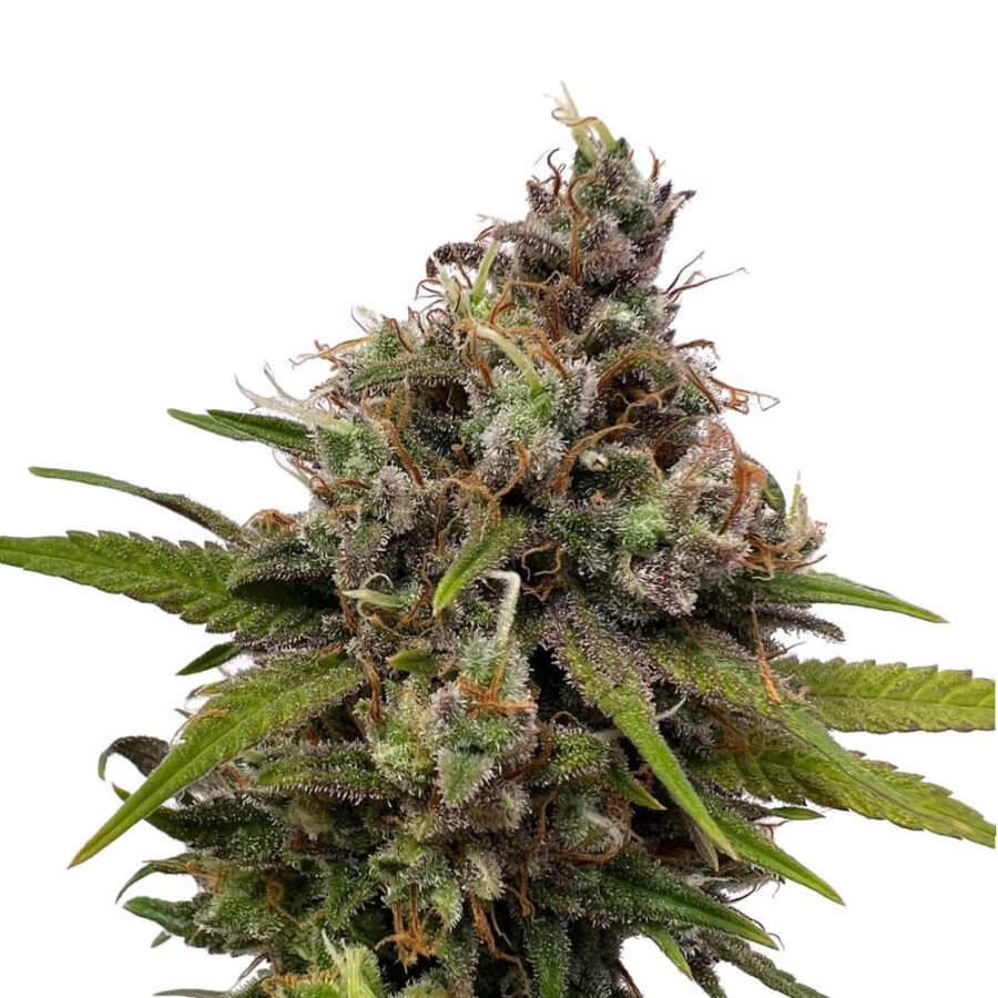wholesale amsterdam genetics white choco 1