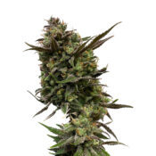 wholesale amsterdam genetics white choco
