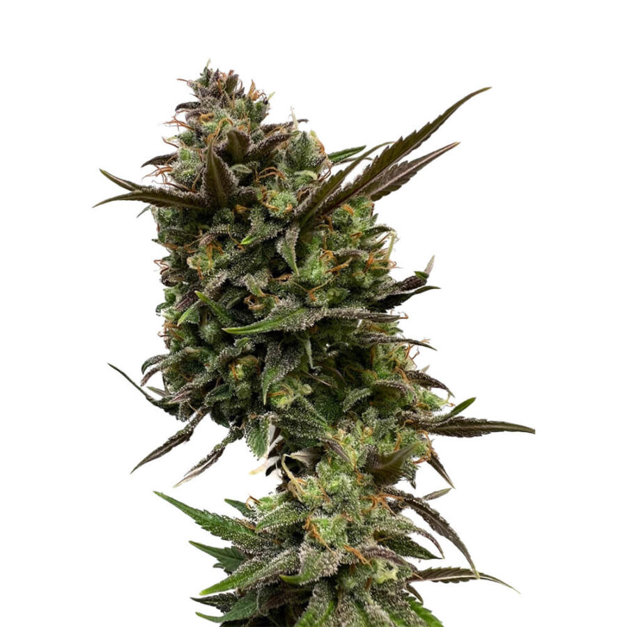 wholesale amsterdam genetics white choco