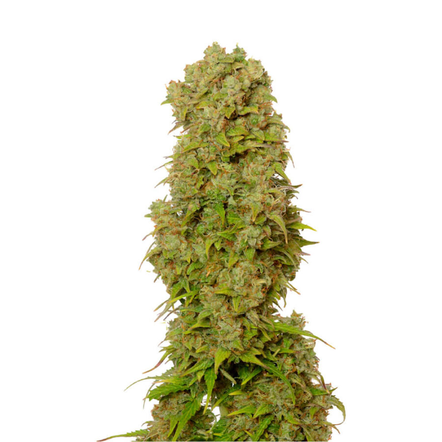 venta al por mayor-amsterdam-genetics-white-choco-autofloreciente