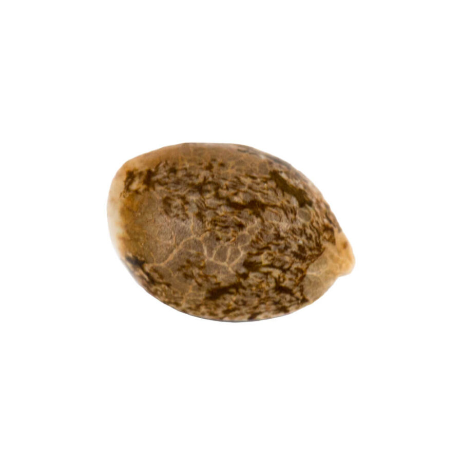 wholesale amsterdam genetics white choco haze 5 seeds pack