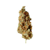 gros-royal-queen-seeds-critical-feminized-cannabis-seeds-pack