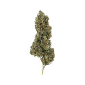 wholesale royal queen seeds pain killer xl cbd cannabis seeds pack