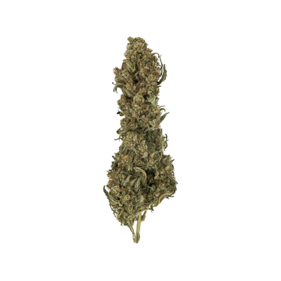 wholesale royal queen seeds royal medic cbd cannabis seeds pack