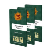 wholesale-barneys-farm-ayahuasca-purple-cannabis-seeds-pack