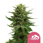 wholesale-royal-queen-seeds-blue-mystic-feminized-cannabis-seeds