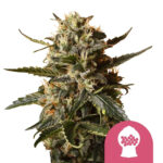 wholesale-royal-queen-seeds-bubblegum-xl-feminized-cannabis-seeds