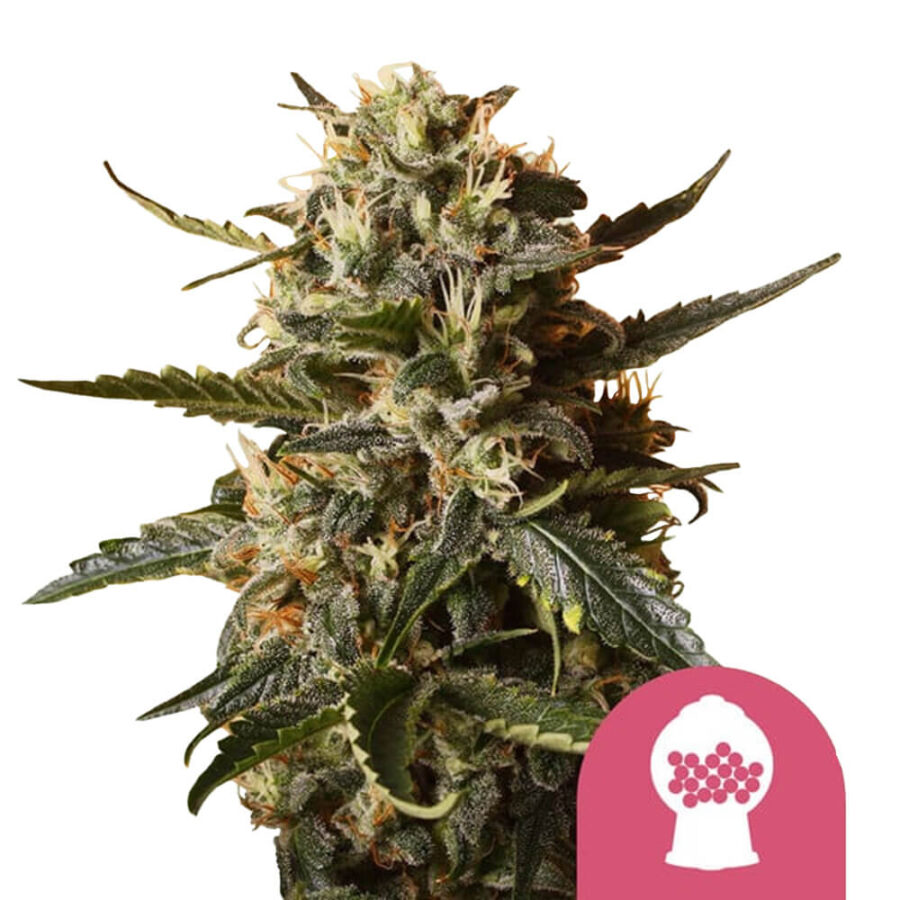 wholesale-royal-queen-seeds-bubblegum-xl-feminized-cannabis-seeds