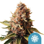 wholesale-royal-queen-seeds-euphoria-cbd-cannabis-seeds
