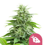 Royal Queen Seeds Fruit Spirit feminized cannabis seeds (3 seeds pack)