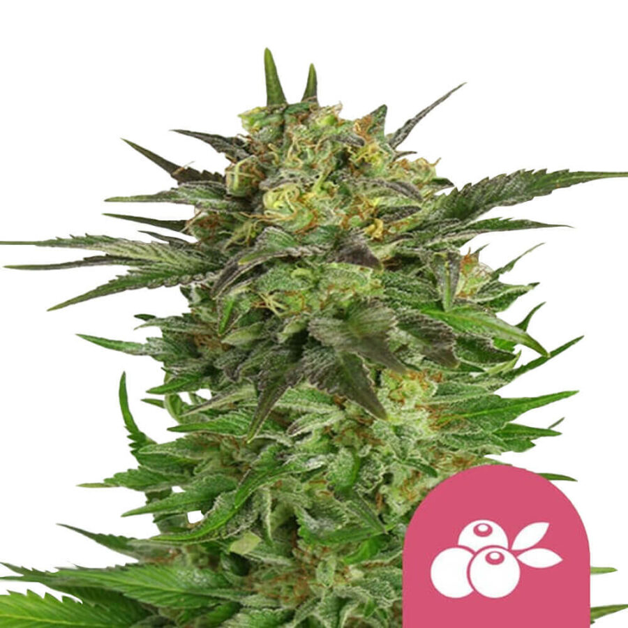 wholesale-royal-queen-seeds-haze-berry-feminized-cannabis-seeds