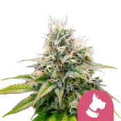 Royal Queen Seeds Kali Dog feminized cannabis seeds (3 seeds pack)