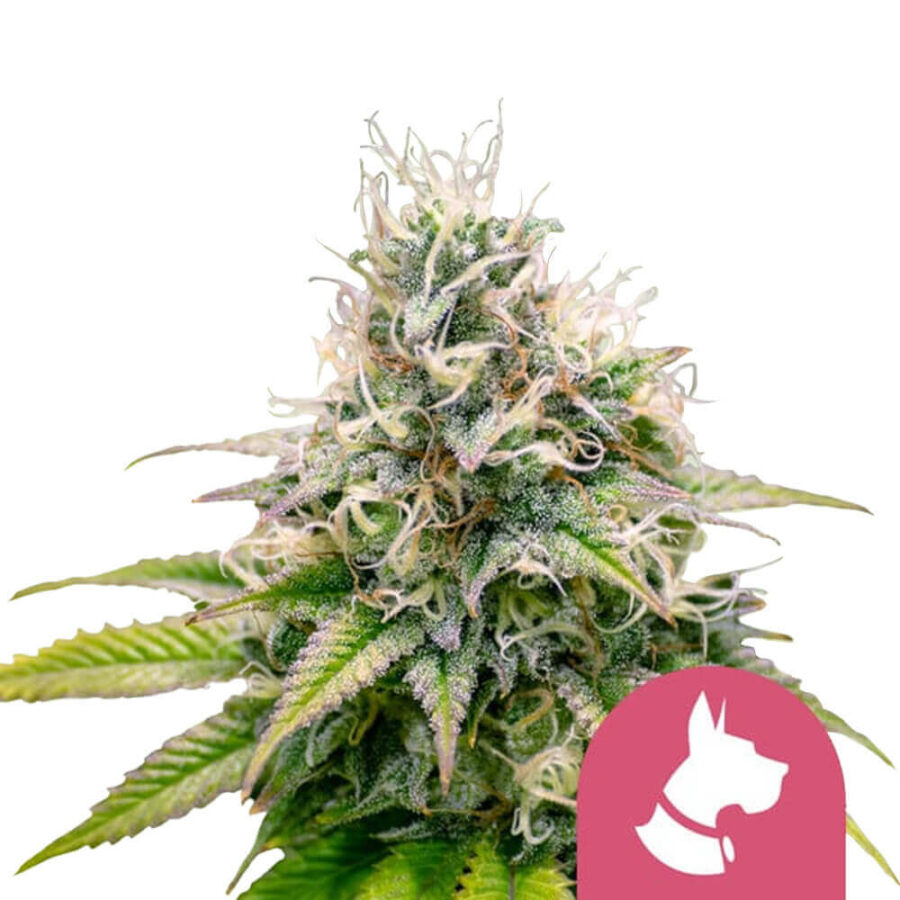 wholesale-royal-queen-seeds-kali-dog-feminized-cannabis-seeds
