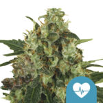 wholesale-royal-queen-seeds-medical-mass-cbd-cannabis-seeds