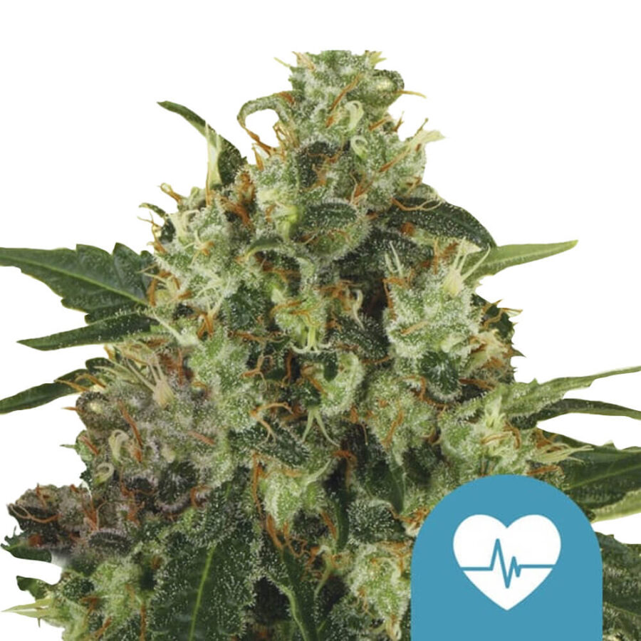 wholesale-royal-queen-seeds-medical-mass-cbd-cannabis-seeds