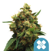 Royal Queen Seeds Pain Killer XL CBD cannabis seeds (3 seeds pack)