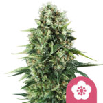 wholesale-royal-queen-seeds-power-flower-feminized-cannabis-seeds