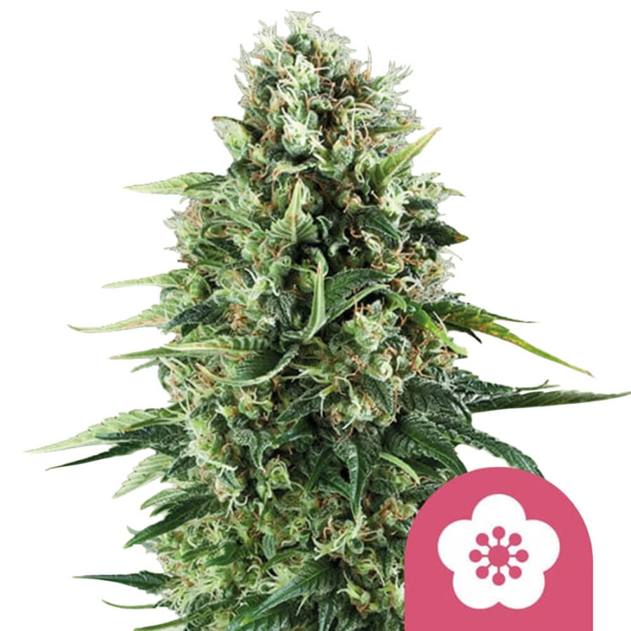 wholesale-royal-queen-seeds-power-flower-feminized-cannabis-seeds