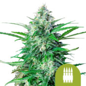 Royal Queen Seeds Royal AK Auto autoflowering cannabis seeds (3 seeds pack)