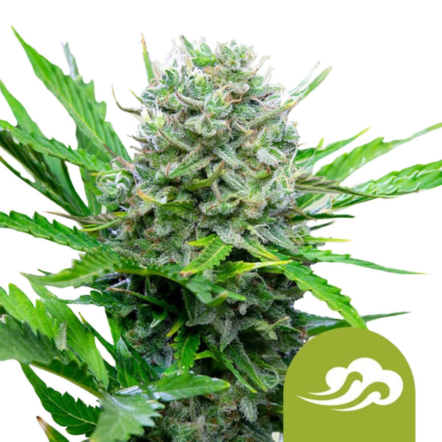 wholesale-royal-queen-seeds-royal-bluematic-autoflowering-cannabis-seeds