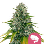 wholesale-royal-queen-seeds-royal-moby-feminized-cannabis-seeds
