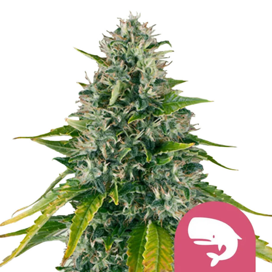 wholesale-royal-queen-seeds-royal-moby-feminized-cannabis-seeds