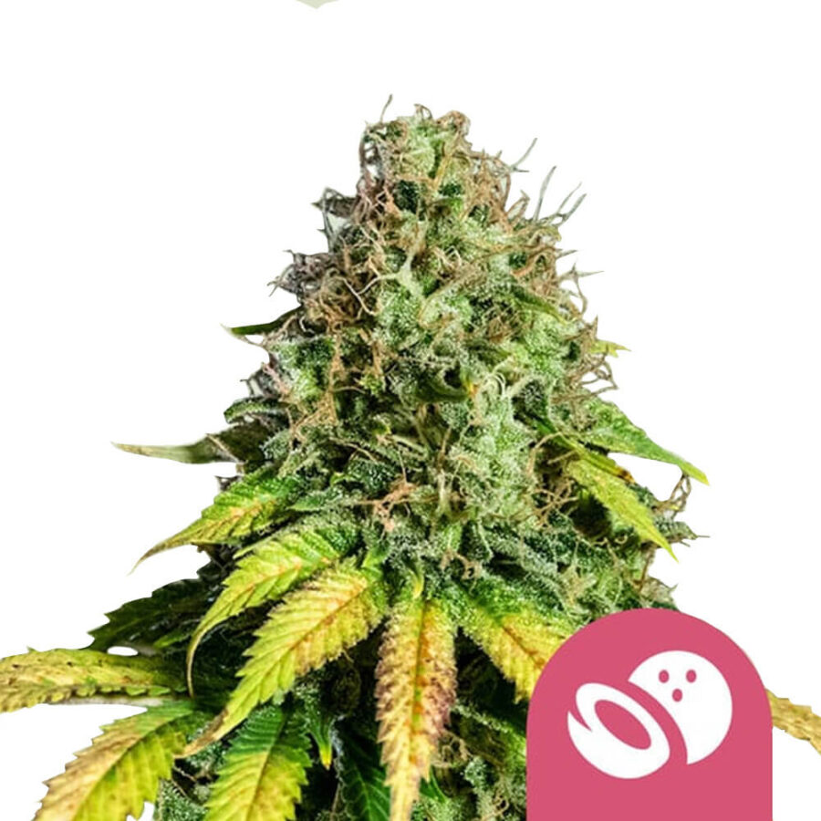 wholesale-royal-queen-seeds-somango-xl-feminized-cannabis-seeds