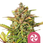 wholesale-royal-queen-seeds-sweet-zz-feminized-cannabis-seeds
