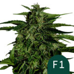 wholesale-royal-queen-seeds-apollo-f1-autoflowering-cannabis-seeds-5-seeds-pack