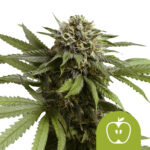 wholesale-royal-queen-seeds-apple-fritter-auto-autoflowering-cannabis-seeds-5-seeds-pack
