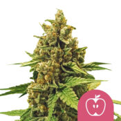 Royal Queen Seeds Apple Fritter feminized cannabis seeds (3 seeds pack)