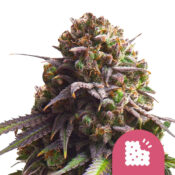 wholesale-royal-queen-seeds-biscotti-feminized-cannabis-seeds-5-seeds-pack