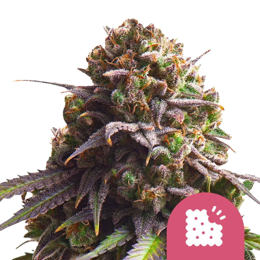 wholesale-royal-queen-seeds-biscotti-feminized-cannabis-seeds-5-seeds-pack