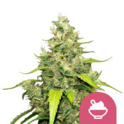 wholesale-royal-queen-seeds-blue-gelato-feminized-cannabis-seeds-5-seeds-pack