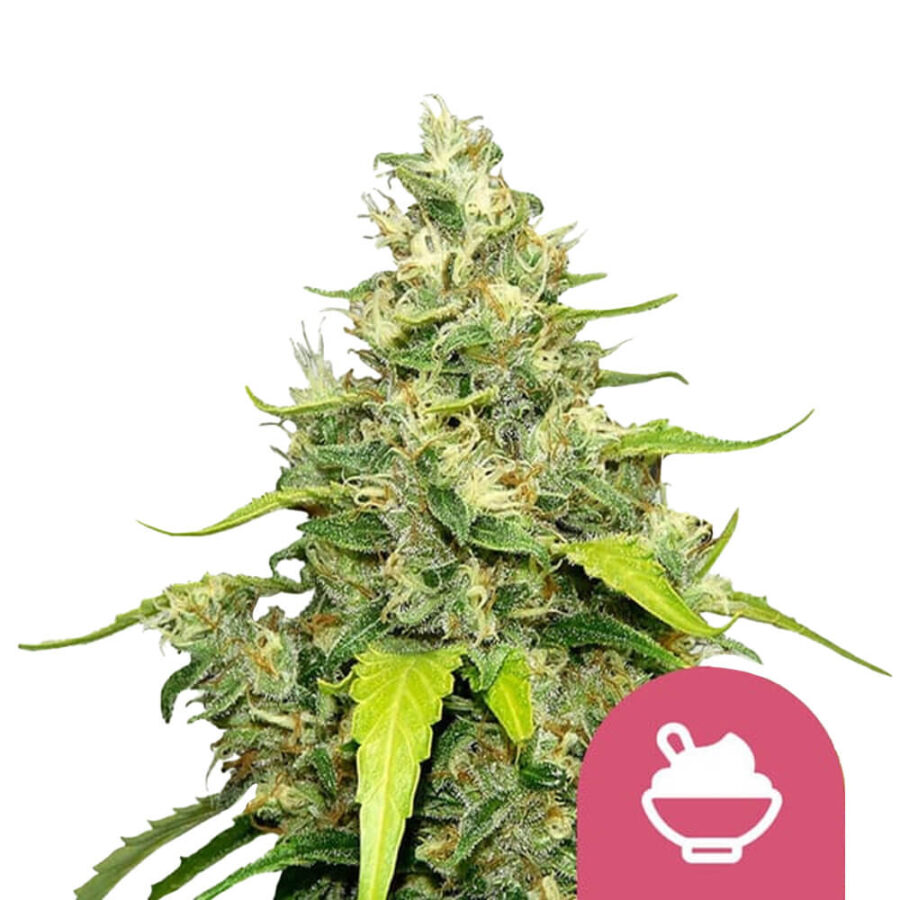 wholesale-royal-queen-seeds-blue-gelato-feminized-cannabis-seeds-5-seeds-pack