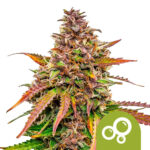 wholesale royal queen seeds bubble kush autoflowering cannabis seeds 5 seeds pack