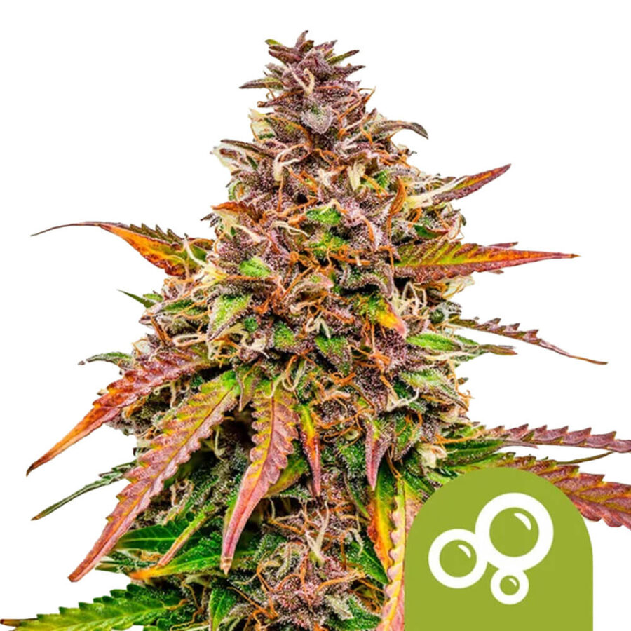 wholesale royal queen seeds bubble kush autoflowering cannabis seeds 5 seeds pack