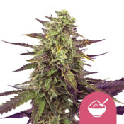wholesale-royal-queen-seeds-cereal-milk-feminized-cannabis-seeds-3-seeds-pack
