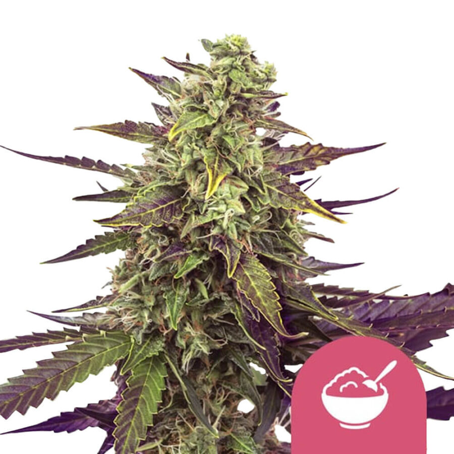 wholesale-royal-queen-seeds-cereal-milk-feminized-cannabis-seeds-3-seeds-pack