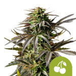 wholesale royal queen seeds cherry pie auto autoflowering cannabis seeds 5 seeds pack