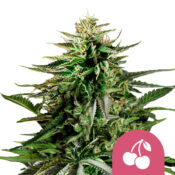 Royal Queen Seeds Cherry Pie feminized cannabis seeds (3 seeds pack)