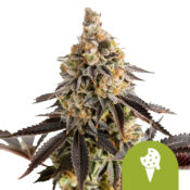 Royal Queen Seeds Cookies Gelato Auto autoflowering cannabis seeds (5 seeds pack)