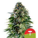 wholesale-royal-queen-seeds-corkscrew-auto-autoflowering-cannabis-seeds-5-seeds-pack
