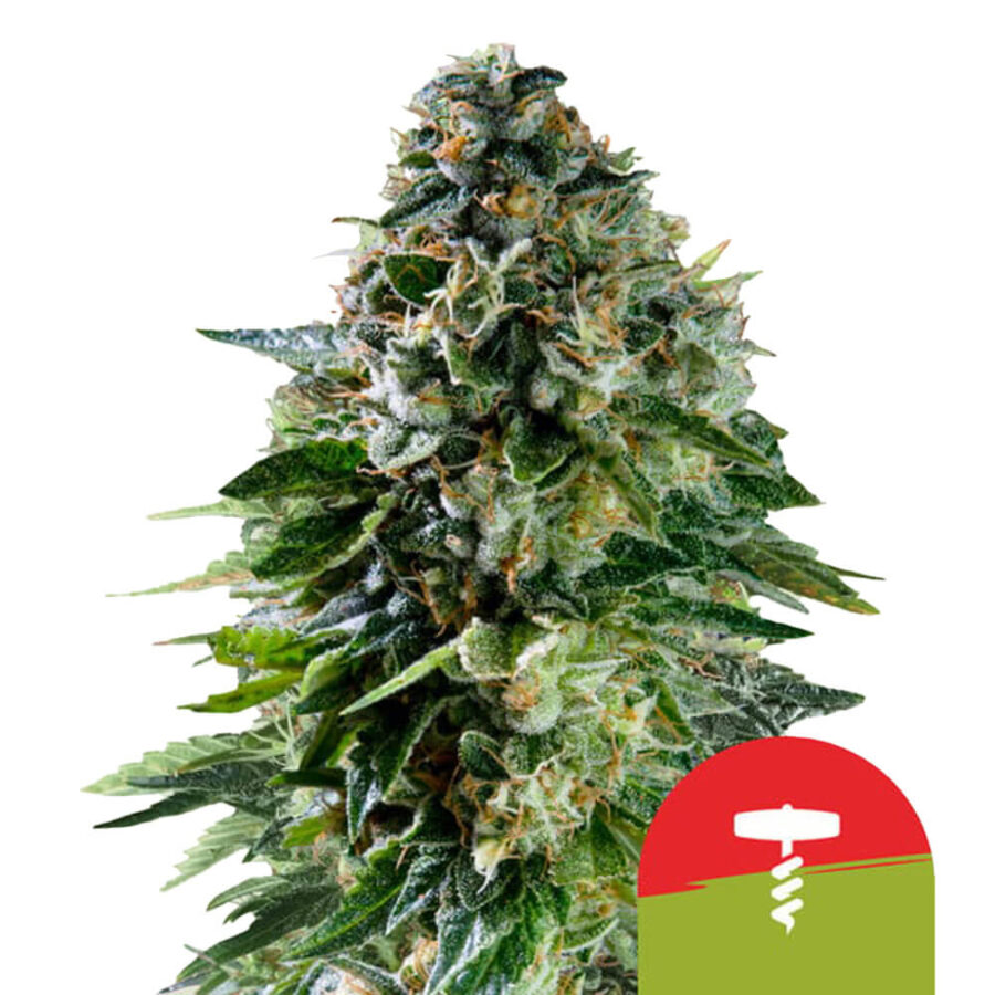 wholesale-royal-queen-seeds-corkscrew-auto-autoflowering-cannabis-seeds-5-seeds-pack