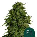 wholesale-royal-queen-seeds-cosmos-f1-autoflowering-cannabis-seeds-3-seeds-pack