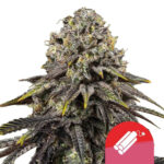 wholesale-royal-queen-seeds-dynamite-diesel-autoflowering-cannabis-seeds-5-seeds-pack