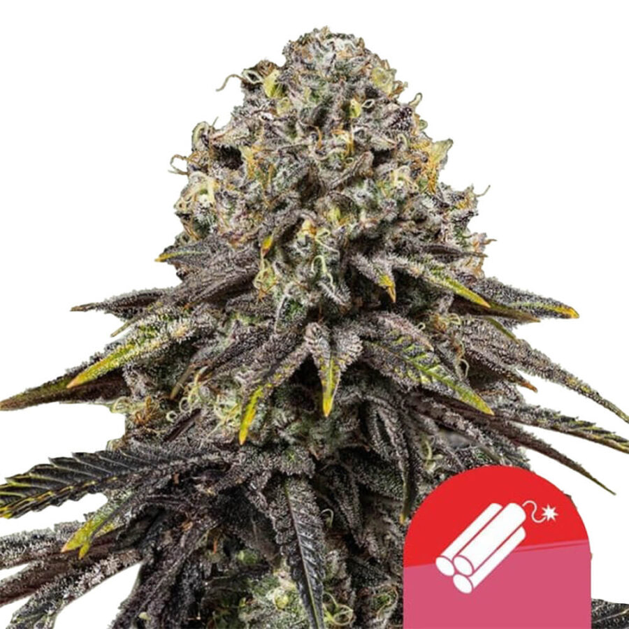 wholesale-royal-queen-seeds-dynamite-diesel-autoflowering-cannabis-seeds-5-seeds-pack