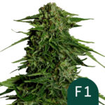 wholesale-royal-queen-seeds-epsilon-f1-autoflowering-cannabis-seeds-3-seeds-pack